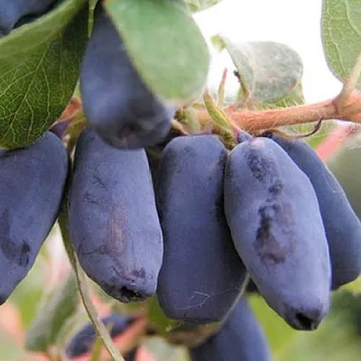 Жимолость съедобная ЛАКОМКА  Жимолость съедобная ЛАКОМКА в Магнитогорске