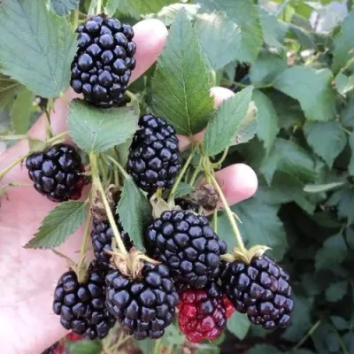 Ежевика ОУАЧИТА бесшипная — описание сорта Ежевика ОУАЧИТА бесшипная в Магнитогорске