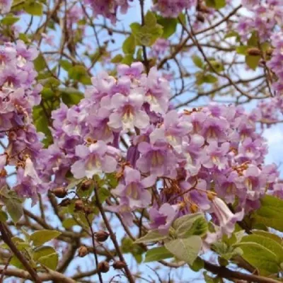 Павлония ПАО ТОГН Z07 в Магнитогорске