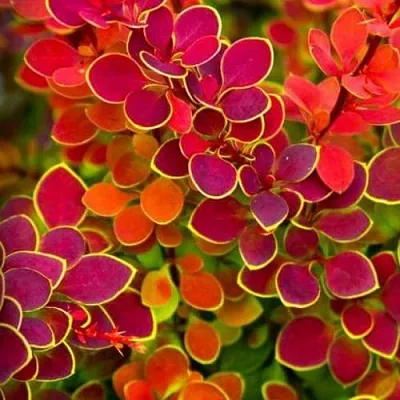 Барбарис ОРАНЖ САНРАЙЗ тунберга  Барбарис ОРАНЖ САНРАЙЗ тунберга в Магнитогорске