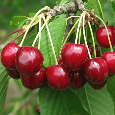 Черешня ГРОНКОВАЯ  Черешня ГРОНКОВАЯ в Магнитогорске