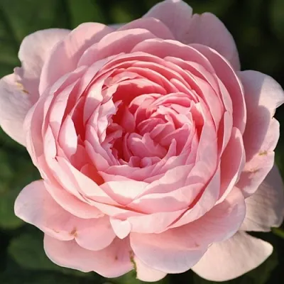 Саженцы роз КУИН ОФ СУИДЕН английская  Саженцы роз КУИН ОФ СУИДЕН английская в Магнитогорске