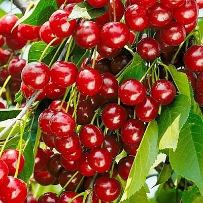 Вишня БРУСНИЦЫНА степная  Вишня БРУСНИЦЫНА степная в Магнитогорске