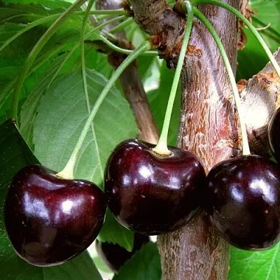 Черешня ДОНЕЦКИЙ УГОЛЁК  Черешня ДОНЕЦКИЙ УГОЛЁК в Магнитогорске