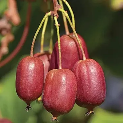 Актинидия СКАРЛЕТ СЕПТЕМБЕР аргута  Актинидия СКАРЛЕТ СЕПТЕМБЕР аргута в Магнитогорске