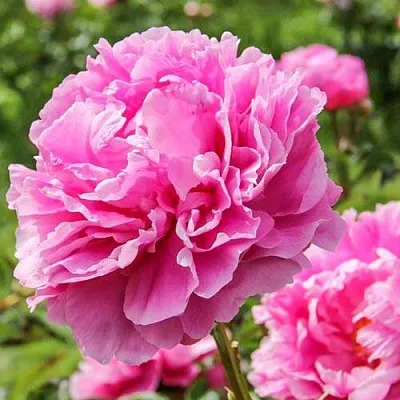 Пион АЛЕКСАНДР ФЛЕМИНГ травянистый  Пион АЛЕКСАНДР ФЛЕМИНГ травянистый в Магнитогорске