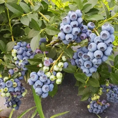 Голубика ОСОРНО — описание сорта Голубика ОСОРНО в Магнитогорске