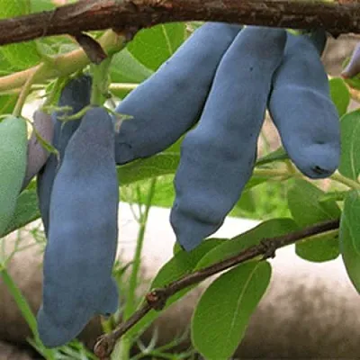 Жимолость съедобная ЛЕНИНГРАДСКИЙ ВЕЛИКАН  Жимолость съедобная ЛЕНИНГРАДСКИЙ ВЕЛИКАН в Магнитогорске