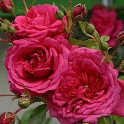 Саженцы роз ЛАГУНА плетистая  Саженцы роз ЛАГУНА плетистая в Магнитогорске