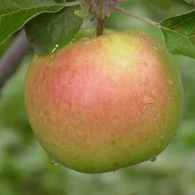 Яблоня БРЯНСКОЕ ЗОЛОТИСТОЕ  Яблоня БРЯНСКОЕ ЗОЛОТИСТОЕ в Магнитогорске