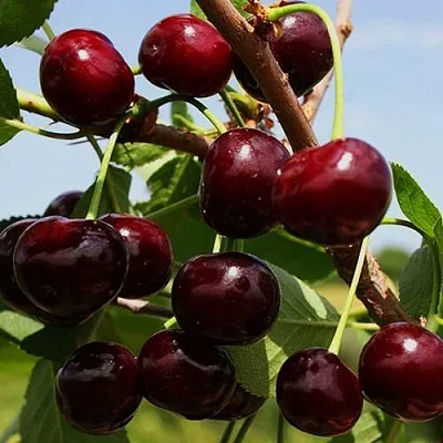 Вишня РОВЕСНИЦА  Вишня РОВЕСНИЦА в Магнитогорске