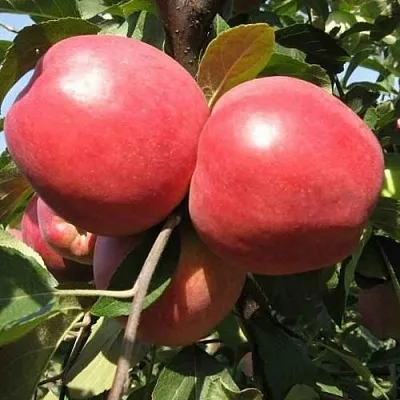 Яблоня ЗАСЛАВСКОЕ  Яблоня ЗАСЛАВСКОЕ в Магнитогорске