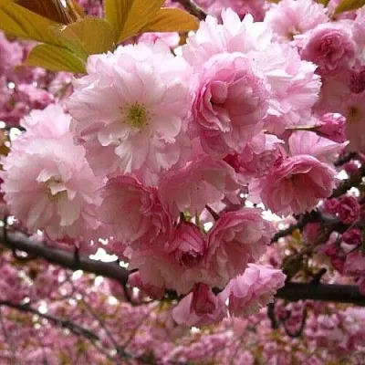 Вишня САКУРА Вишня САКУРА