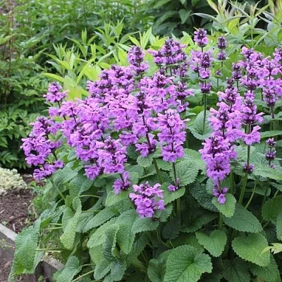 Буквица крупноцветковая  Буквица крупноцветковая в Магнитогорске