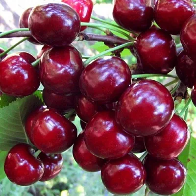 Вишня ЖУКОВСКАЯ  Вишня ЖУКОВСКАЯ в Магнитогорске