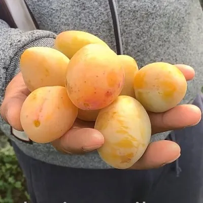 Слива ЯХОНТОВАЯ  Слива ЯХОНТОВАЯ в Магнитогорске