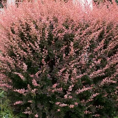 Барбарис РОУЗ ГЛОУ тунберга  Барбарис РОУЗ ГЛОУ тунберга в Магнитогорске