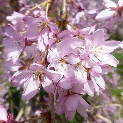 Сакура ПЕНДУЛА РУБРА  Сакура ПЕНДУЛА РУБРА в Магнитогорске