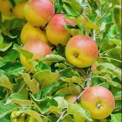 Яблоня ПАМЯТЬ БЛЫНСКОГО колонновидная  Яблоня ПАМЯТЬ БЛЫНСКОГО колонновидная в Магнитогорске