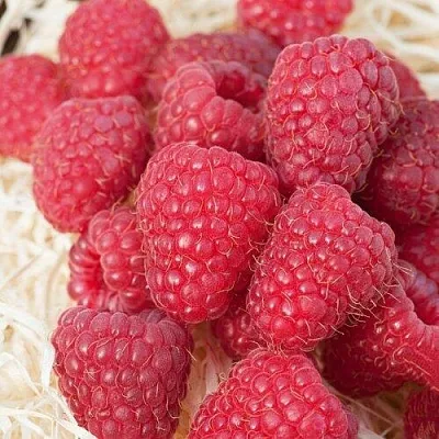 Малина МАРАСТАР  Малина МАРАСТАР в Магнитогорске