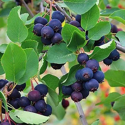 Ирга THIESSEN в Магнитогорске