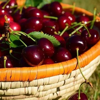 Вишня НЕСВИЖСКАЯ  Вишня НЕСВИЖСКАЯ в Магнитогорске