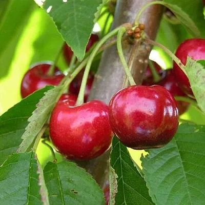 Черешня 15-26-5  Черешня 15-26-5 в Магнитогорске