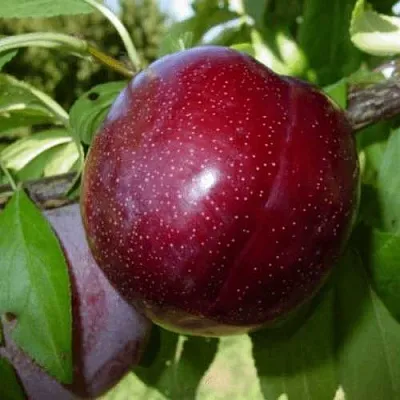 ШАРАФУГА  ШАРАФУГА в Магнитогорске