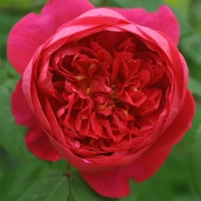 Саженцы роз БЕНДЖАМИН БРИТТЕН шраб  Саженцы роз БЕНДЖАМИН БРИТТЕН шраб в Магнитогорске