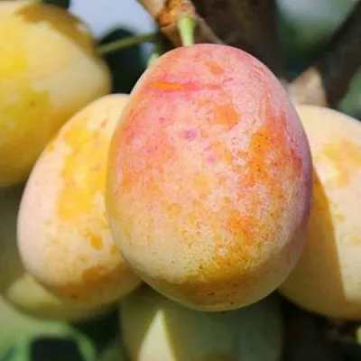 АПРИМИРА  АПРИМИРА в Магнитогорске