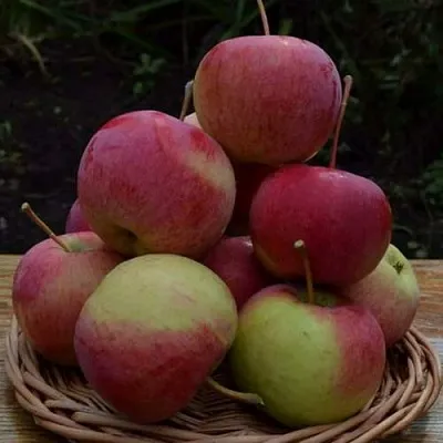 Яблоня РОДНИКОВАЯ  Яблоня РОДНИКОВАЯ в Магнитогорске