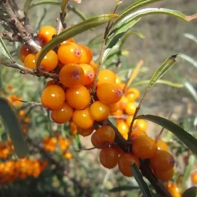 Облепиха СУДАРУШКА в Магнитогорске