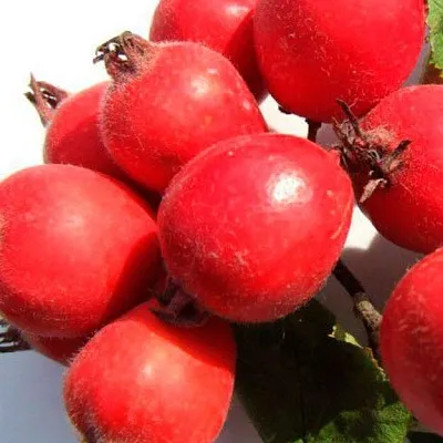 Боярышник  Боярышник в Магнитогорске