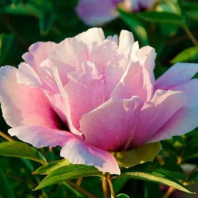 Пион ВРАТА ХРАМА древовидный   Пион ВРАТА ХРАМА древовидный  в Магнитогорске