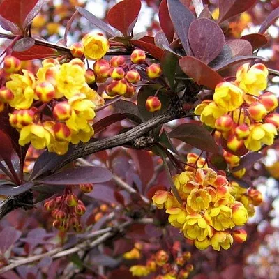 Барбарис СУПЕРБА оттавский   Барбарис СУПЕРБА оттавский  в Магнитогорске