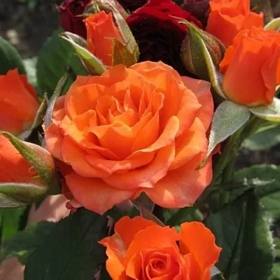 Саженцы роз АЛЕГРИЯ спрей  Саженцы роз АЛЕГРИЯ спрей в Магнитогорске