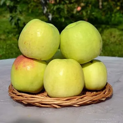Яблоня БИРСКОЕ ГРУШЕВОЕ (БИЧИК)  Яблоня БИРСКОЕ ГРУШЕВОЕ (БИЧИК) в Магнитогорске