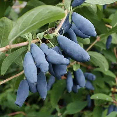 Жимолость съедобная ТОМИ японская  Жимолость съедобная ТОМИ японская в Магнитогорске