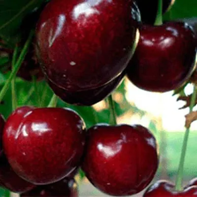 Черешня ВАСИЛИСА  Черешня ВАСИЛИСА в Магнитогорске