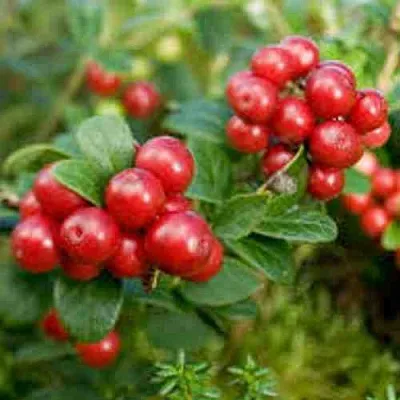 Брусника садовая РУНО БЕЛЯВСКИ  Брусника садовая РУНО БЕЛЯВСКИ в Магнитогорске