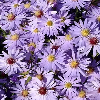 Астра БЛЮ ХЕВЕН сердцелистная  Астра БЛЮ ХЕВЕН сердцелистная в Магнитогорске