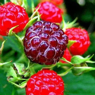 Княженика  Княженика в Магнитогорске