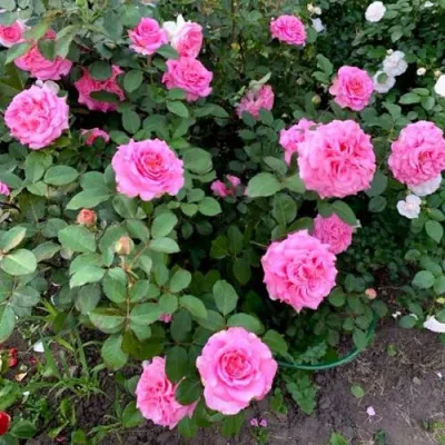 Саженцы роз ЭШЛИ чайно-гибридная — описание сорта Саженцы роз ЭШЛИ чайно-гибридная в Магнитогорске