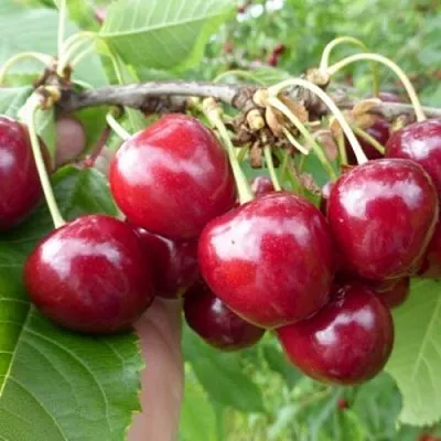 Вишня КОЛОННОВИДНАЯ  Вишня КОЛОННОВИДНАЯ в Магнитогорске