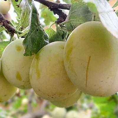 Слива УТРО  Слива УТРО в Магнитогорске