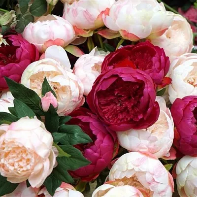 Пионы  Пионы в Магнитогорске