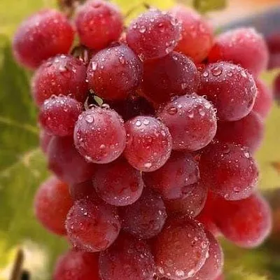 Ранние сорта Ранние сорта в Магнитогорске