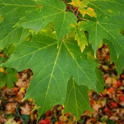 Клен сахарный  Клен сахарный в Магнитогорске