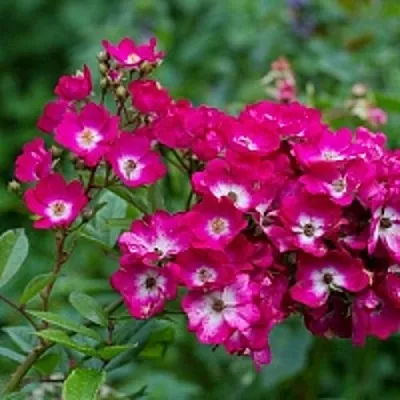 Саженцы роз МАРДЖОРИ ФЕЙР полиантовая  Саженцы роз МАРДЖОРИ ФЕЙР полиантовая в Магнитогорске