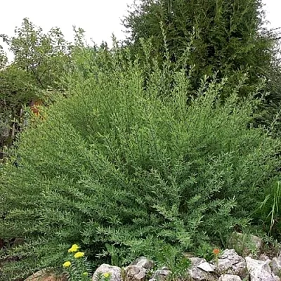 Ива НАНА  пурпурная   Ива НАНА  пурпурная  в Магнитогорске